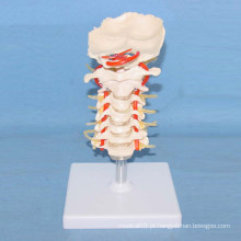 Modelo de ossos de esqueleto humano para o ensino médico (R020703)